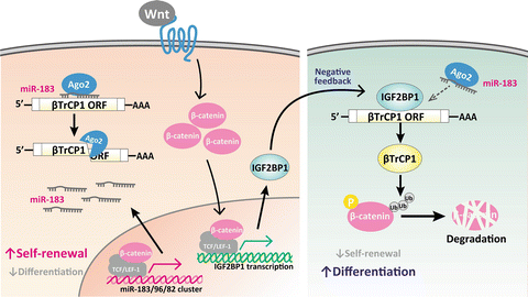 The specification and function of enteroendocrine cells in Drosophila and  mammals: a comparative review - Guo - 2022 - The FEBS Journal - Wiley  Online Library