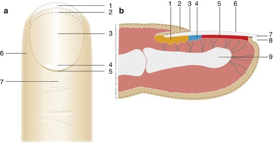 Fingernails | Function, Parts & Structure - Lesson | Study.com