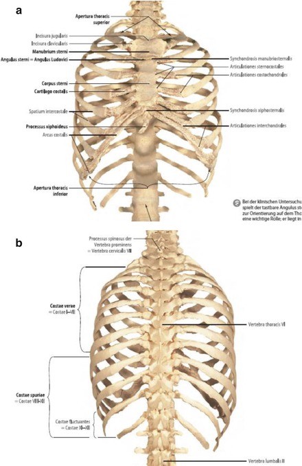 Anatomy of the Chest Wall and the Pleura | SpringerLink