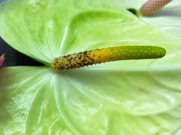 aglaonema blue Aglaonema 'Silver Blue' – Jungle Leaves main image 0
