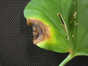 Daños en hoja