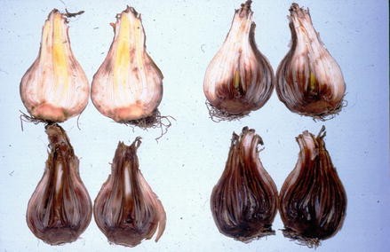 Diseases of Daffodil (Narcissus) | SpringerLink