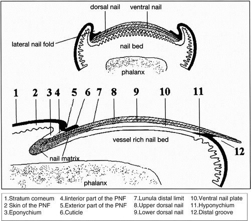 Figure, Nail biopsy, nail plate, longitudinal,...] - StatPearls - NCBI  Bookshelf