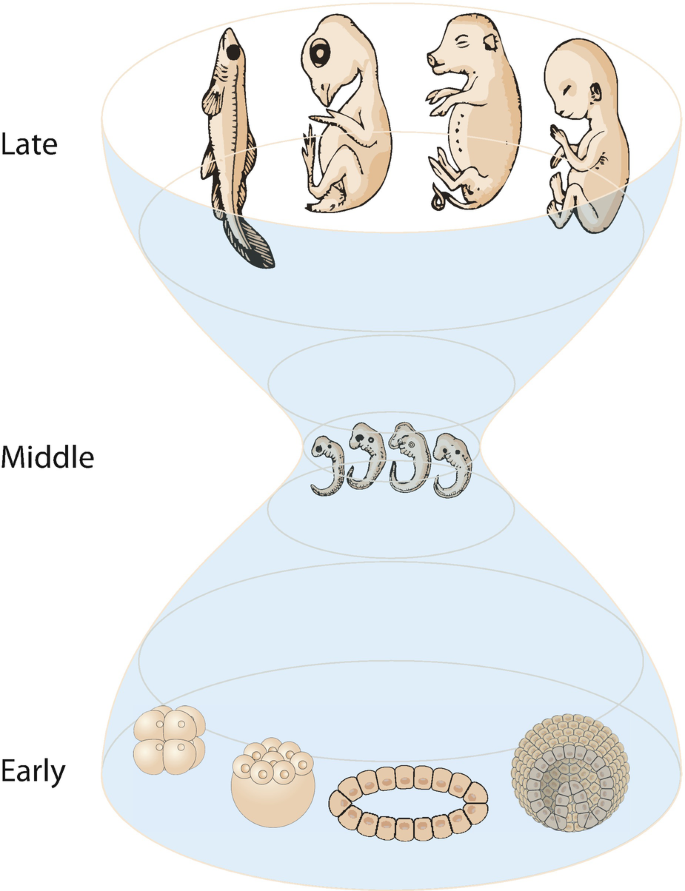 The Developmental Hourglass in the Evolution of Embryogenesis | SpringerLink