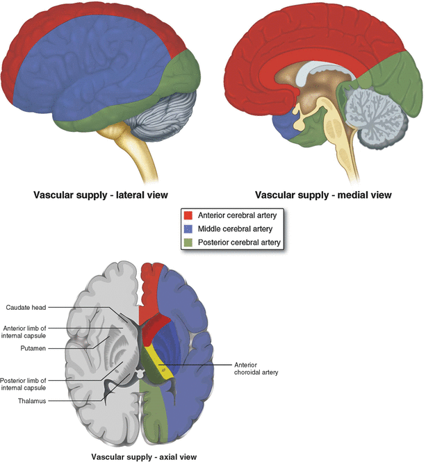 Venous Drainage of the Central Lobe, Neuroanatomy