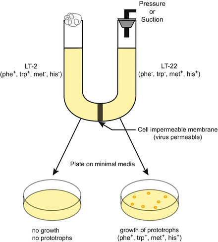 Bacteriophage-Mediated Horizontal Gene Transfer: Transduction | SpringerLink