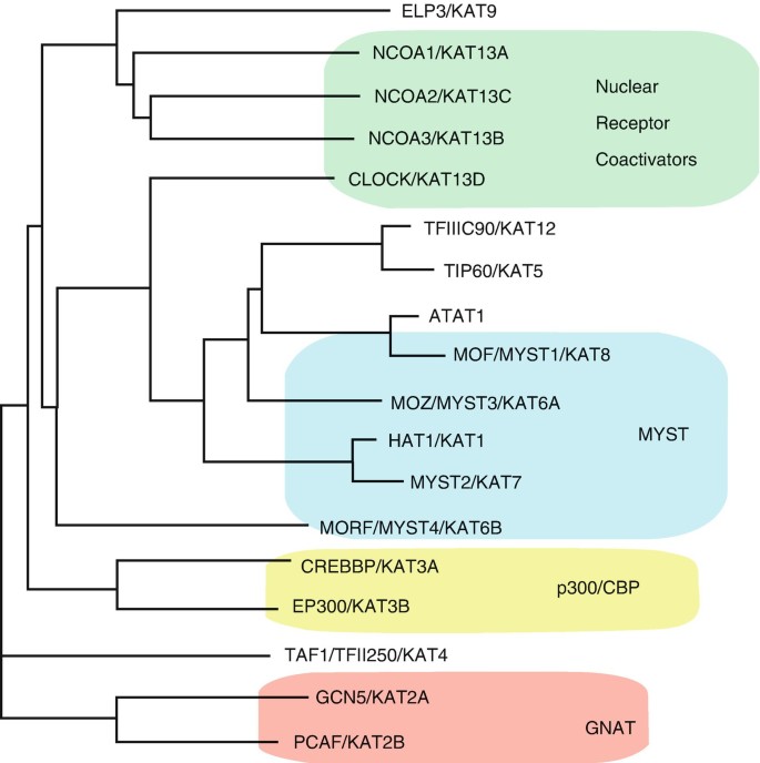 Microdeletions and mutations of CREBBP (CBP) gene can cause