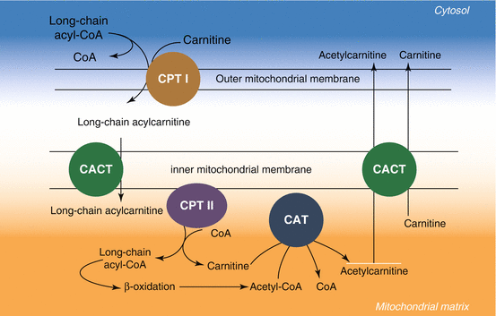 Carnitine in Male Infertility