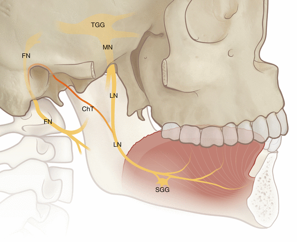 Dental Malpractice Central  Anatomy of the Lingual Nerve