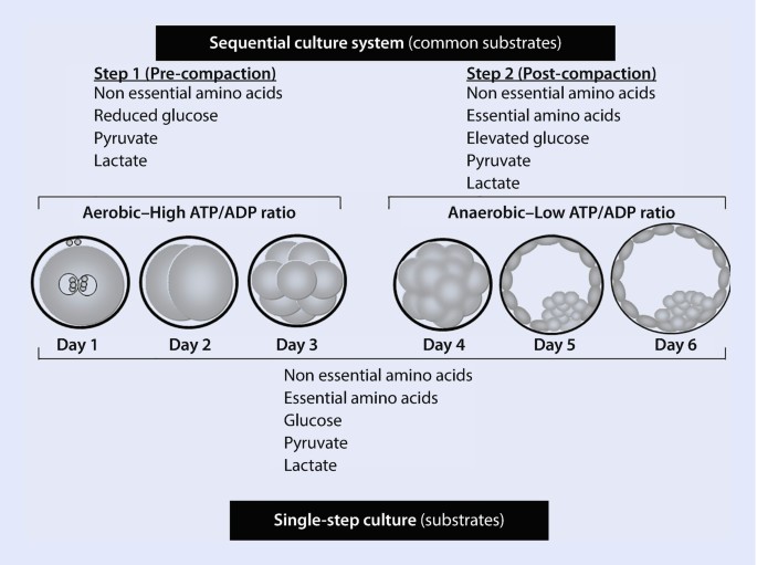 Culture Media in IVF: Decisions for the Laboratory | SpringerLink