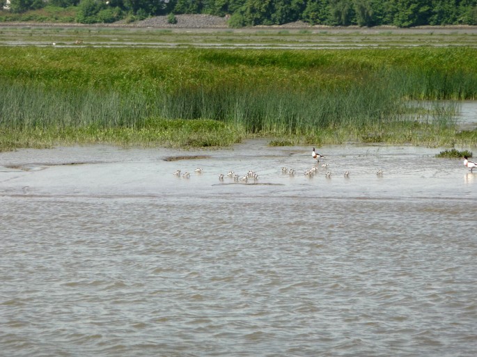 Klares Wasser mit Pflanzen
