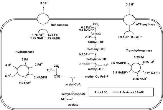 Synthesis of Acetyl-CoA from Carbon Dioxide in Acetogenic Bacteria |  SpringerLink