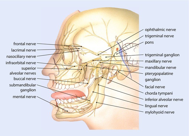 Trigeminal nerve Anatomy - The Mandibular nerve 