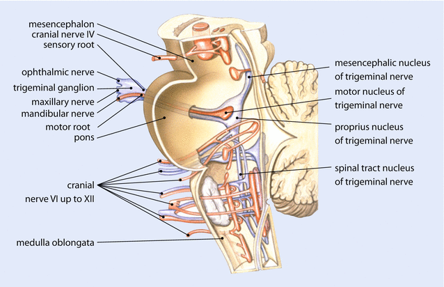 Anatomy of the Trigeminal Nerve | SpringerLink