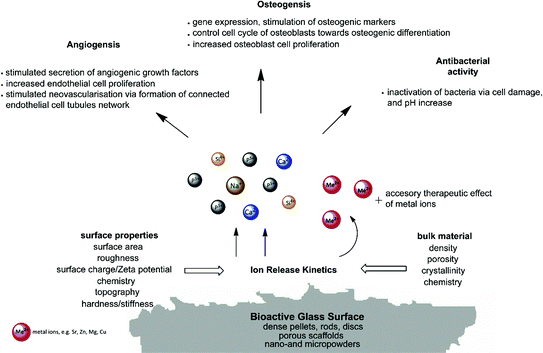 Bioactive Materials: Definitions and Application in Tissue