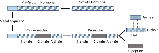 peptide hormones are synthesized as large precursor hormones