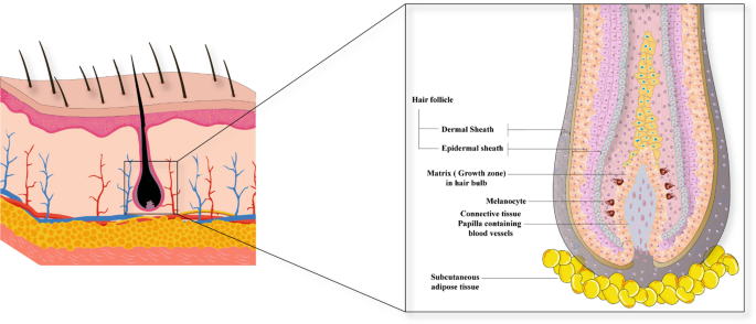 Disorders Of Hair Springerlink Disorders Of Hair Springerlink