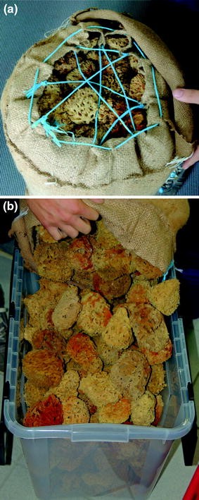 Large Sea Wool Bath Sponge - Fig & Bella