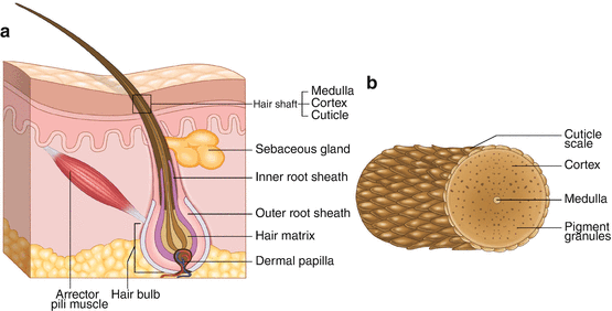 Chemical and Physical Properties of Hair: Comparisons Between Asian, Black, and  Caucasian Hair | SpringerLink