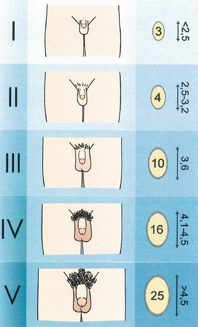 Male Puberty: What Is Normal and Abnormal? | SpringerLink Male Puberty: What Is Normal and Abnormal? | SpringerLink