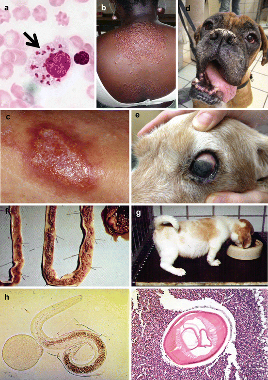 Parasitic Infections in Humans and Animals | SpringerLink