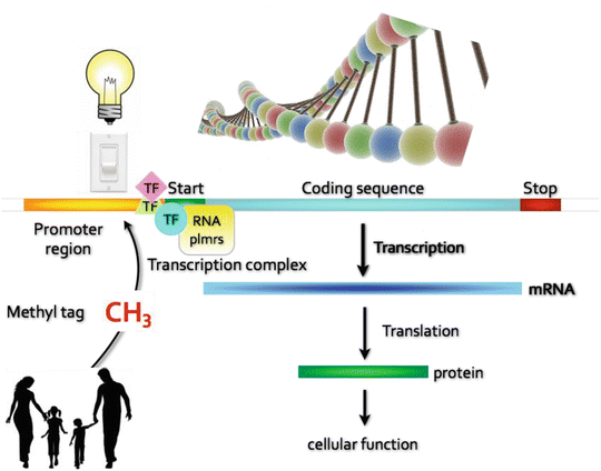 PDF) Biological maturation influences selection process in youth