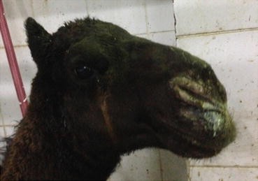 DVM Geelle - #Veterinary ______ #Camel #disease (6) _____ #Nasal #bots # Nasal #myiasis Some Local Language Sangaale (Somali) Al-naghaf (Arabic)  النگف Rhamu (kenya) Magaz ki kera (India) #Introduction
