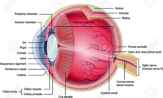 Eyes: How They Work, Anatomy & Common Conditions