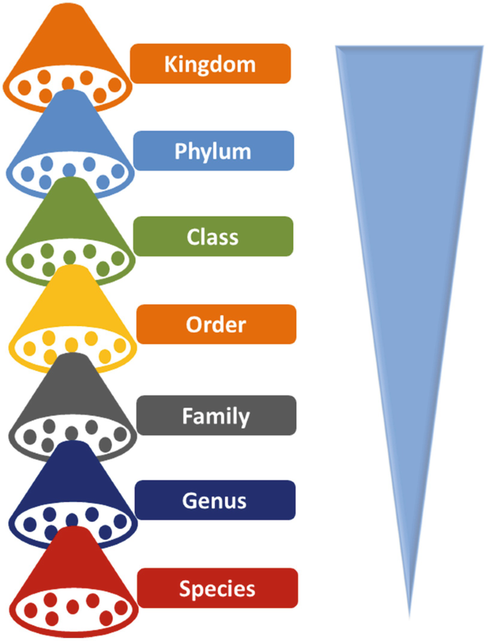 Phylum | SpringerLink Phylum | SpringerLink