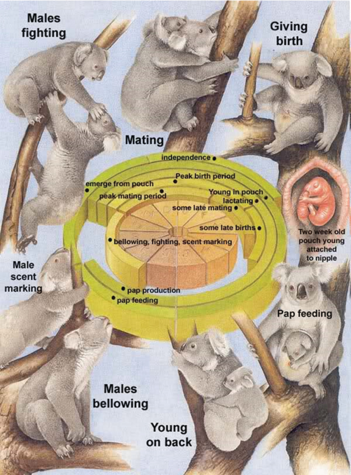 Marsupial Life History | SpringerLink Marsupial Life History | SpringerLink
