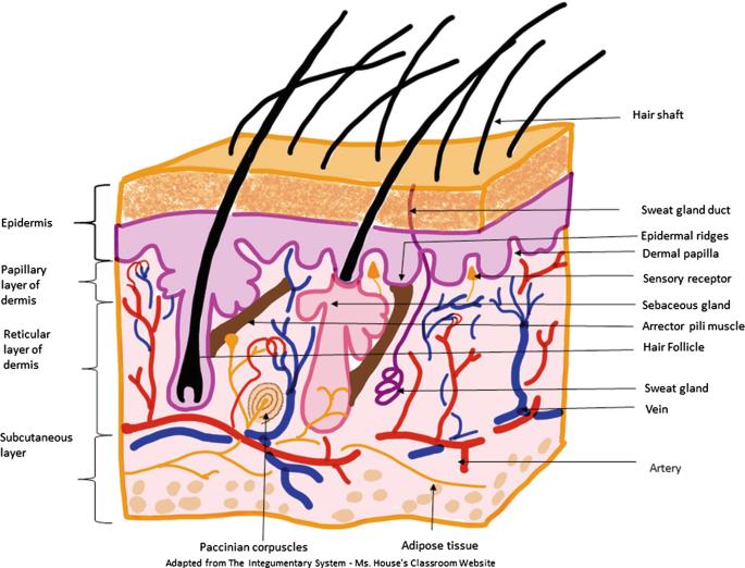 Integumental System | SpringerLink Integumental System | SpringerLink