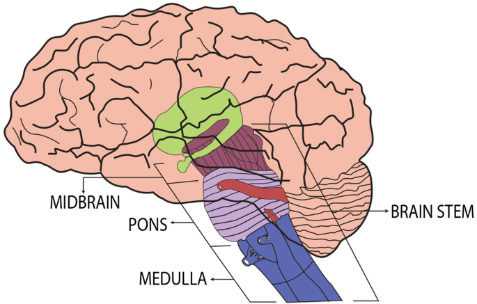 what does the medulla do