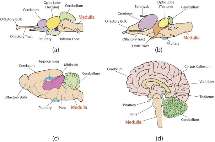 what does the medulla do