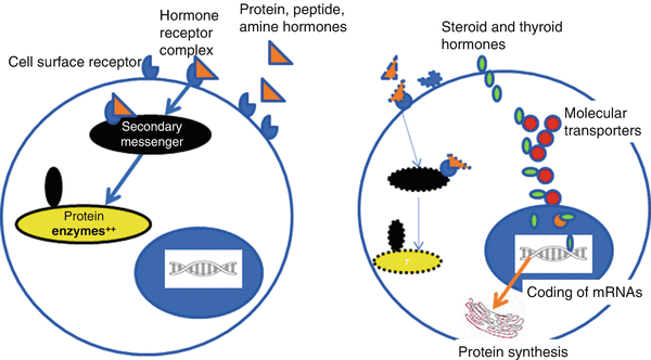 Hormones and Behavior | SpringerLink Hormones and Behavior | SpringerLink