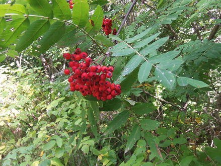 Tree Des the Year 2011 Elsberry 10 Seeds Sorbus Torminalis 