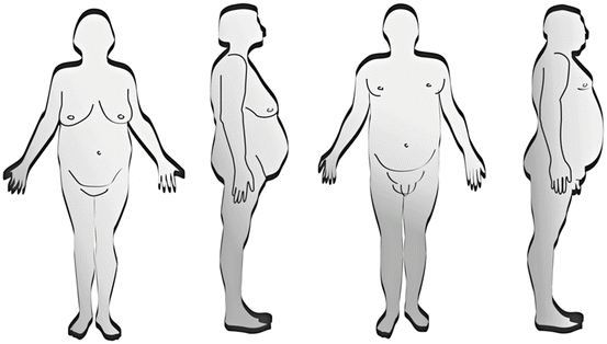 Body Fat Distribution