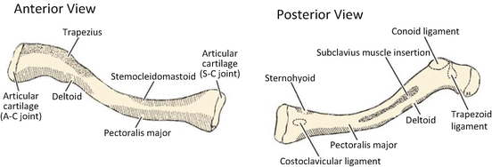 deltoid tuberosity clavicle