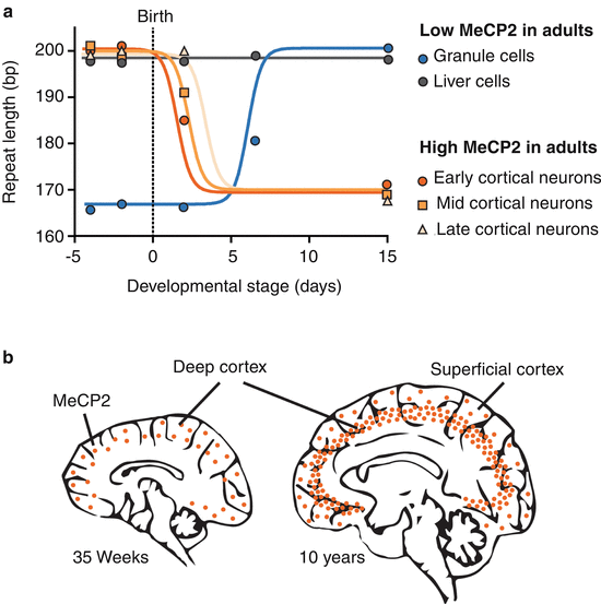 Genome-wide distribution of linker histone H1.0 is independent of MeCP2