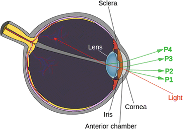 Human eye - Wikipedia