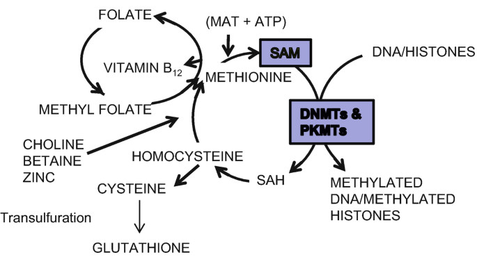 methylation glutathione The methylation cycle and glutathione synthesis pathway. Metabolites main image 0
