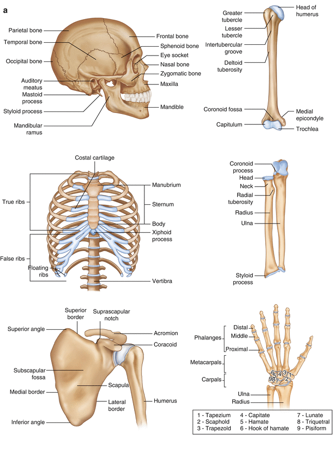 Basic Sciences of Bone and Joint Diseases | SpringerLink