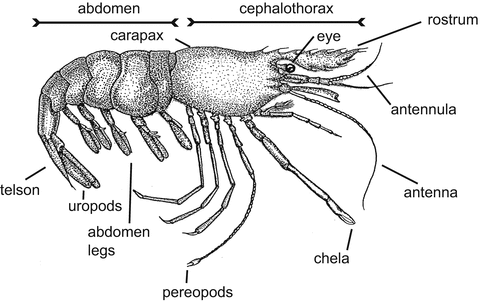 General Characteristics of Malacostraca | SpringerLink
