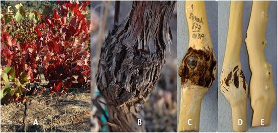 Viruses Involved in Graft Incompatibility and Decline | SpringerLink