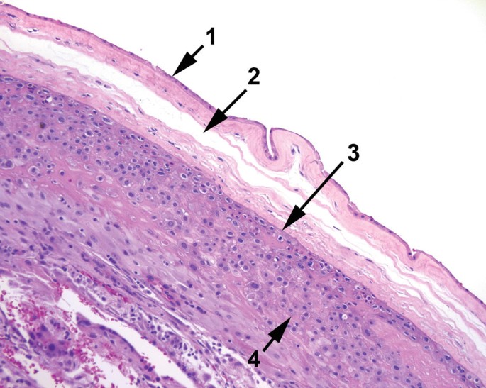 Placenta | SpringerLink