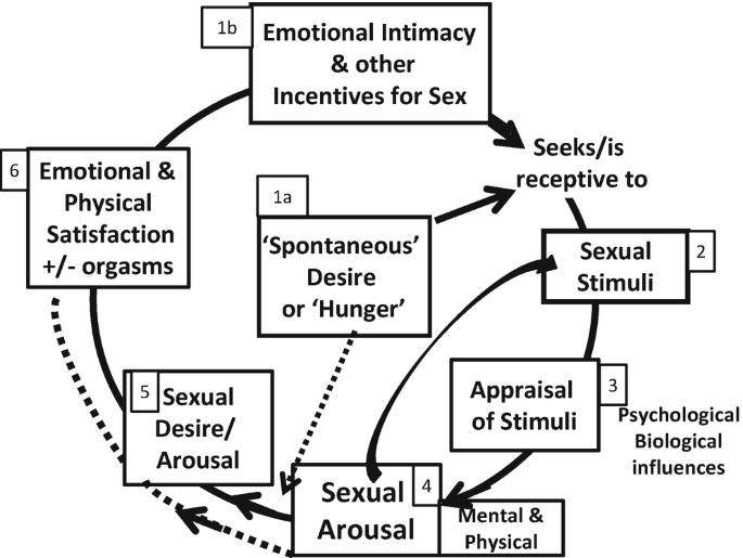 The Circles of Sex: Basson’s Sex Response Cycle | SpringerLink