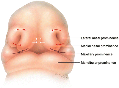 Embryology and Anatomy of the Developing Face | SpringerLink