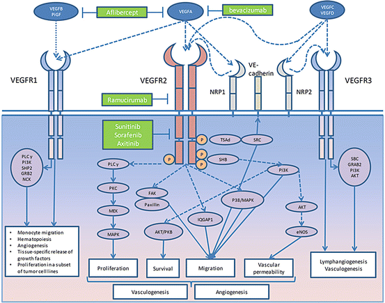 zaltrap mechanism of action