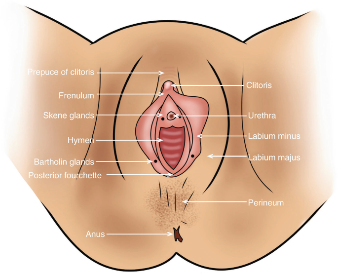 The Normal Vulva and Vagina | SpringerLink