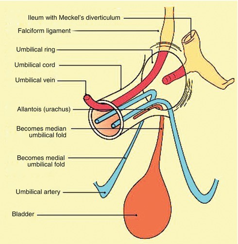 Anatomy and Physiology of the Umbilicus | SpringerLink