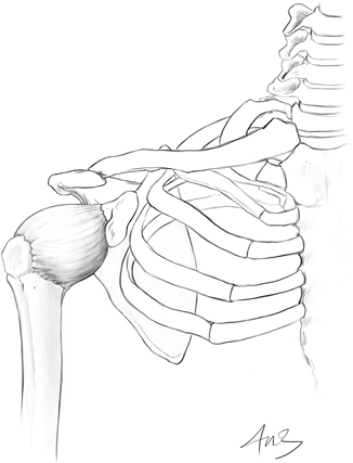 Joint Human Anatomy Showing Bones Joints Stock Illustration 520421341 |  Shutterstock